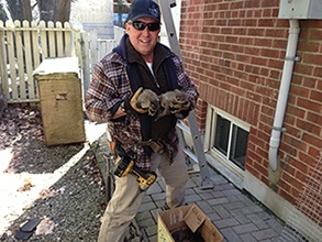 Contact us for Raccoon, Squirrels & Skunks Control & Removal Service Needs in North York, Markham & Etobicoke